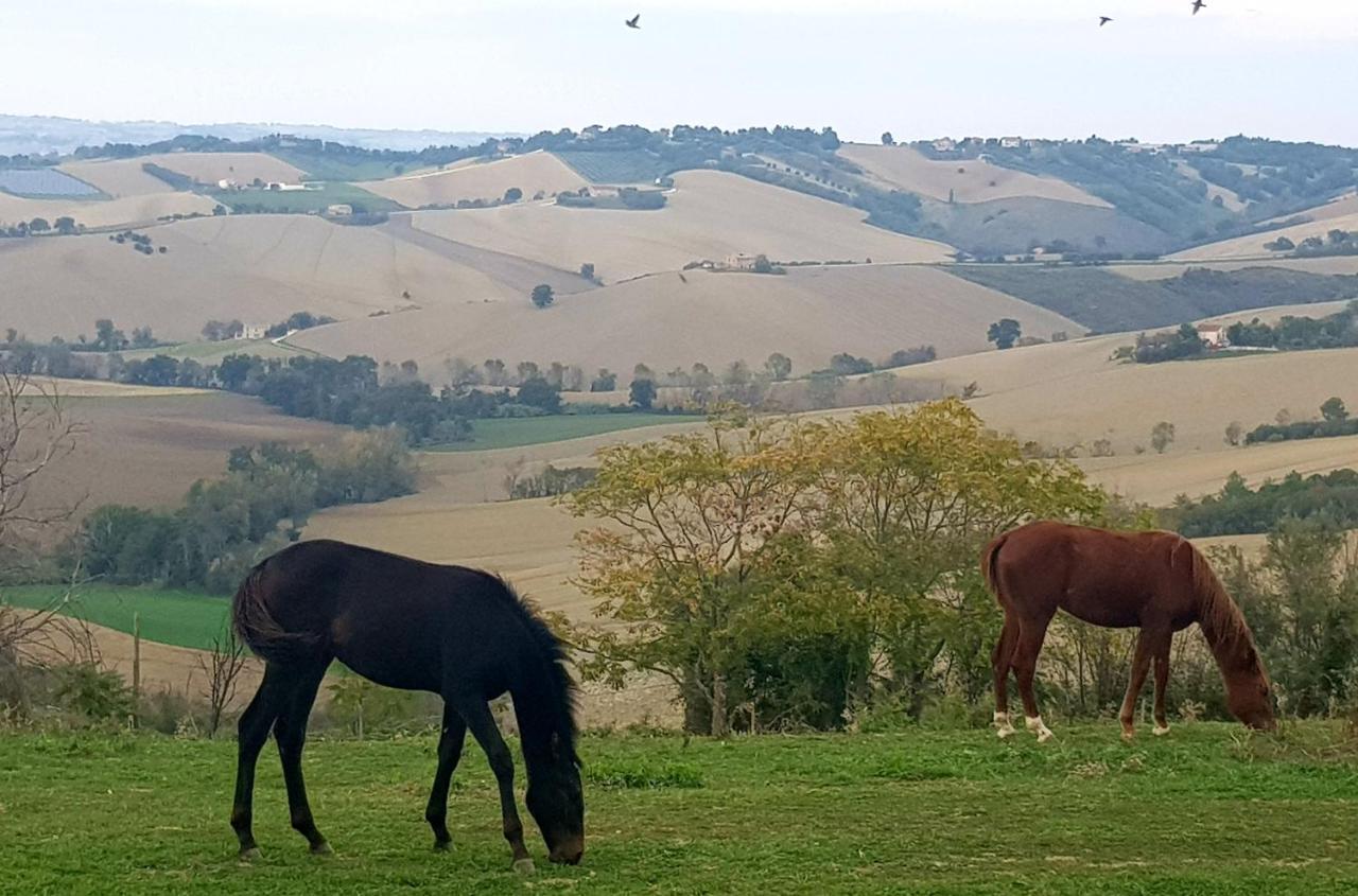 La Collina Dei Cavalieri Villa Belvedere Ostrense Eksteriør billede